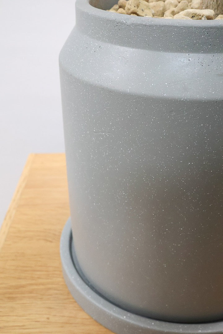 【フランスゴム】ナチュラルで雰囲気のある樹形！シンプルですがとても趣がありますよ！