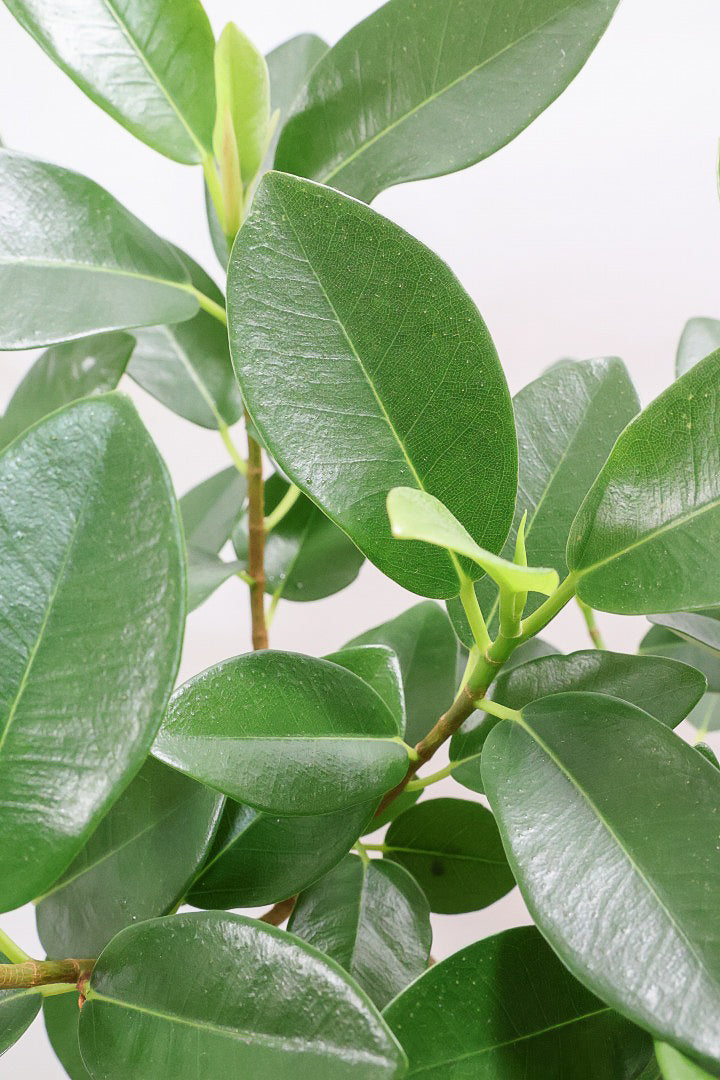 【フランスゴム】ナチュラルで雰囲気のある樹形！シンプルですがとても趣がありますよ！