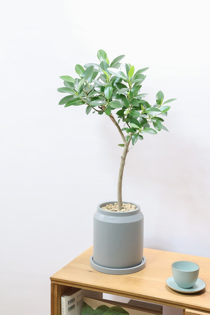 【フランスゴム】ナチュラルで雰囲気のある樹形！シンプルですがとても趣がありますよ！