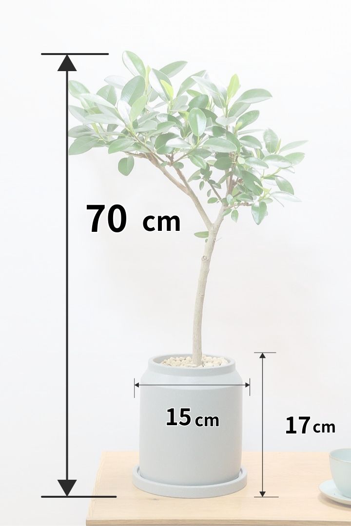 【フランスゴム】ナチュラルで雰囲気のある樹形！シンプルですがとても趣がありますよ！