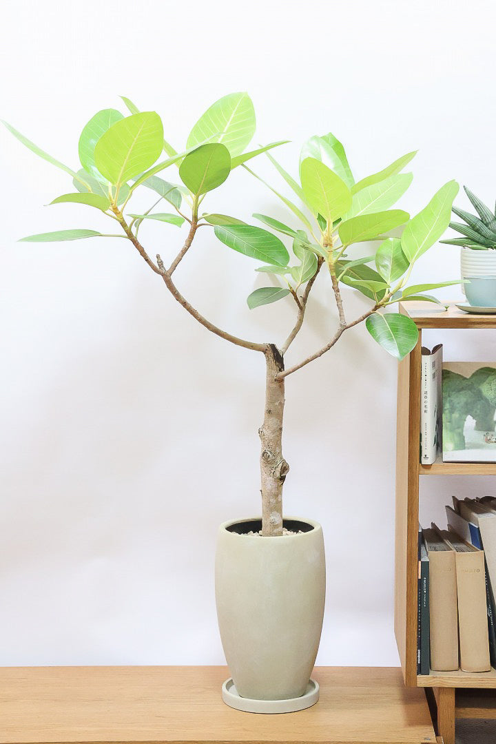 【フィカス ゴールド】久々の入荷！葉がゴールド一色の希少なフィカス。しかもここまで個性的な樹形は更に希少！