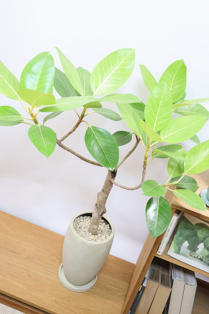 【フィカス ゴールド】久々の入荷！葉がゴールド一色の希少なフィカス。しかもここまで個性的な樹形は更に希少！