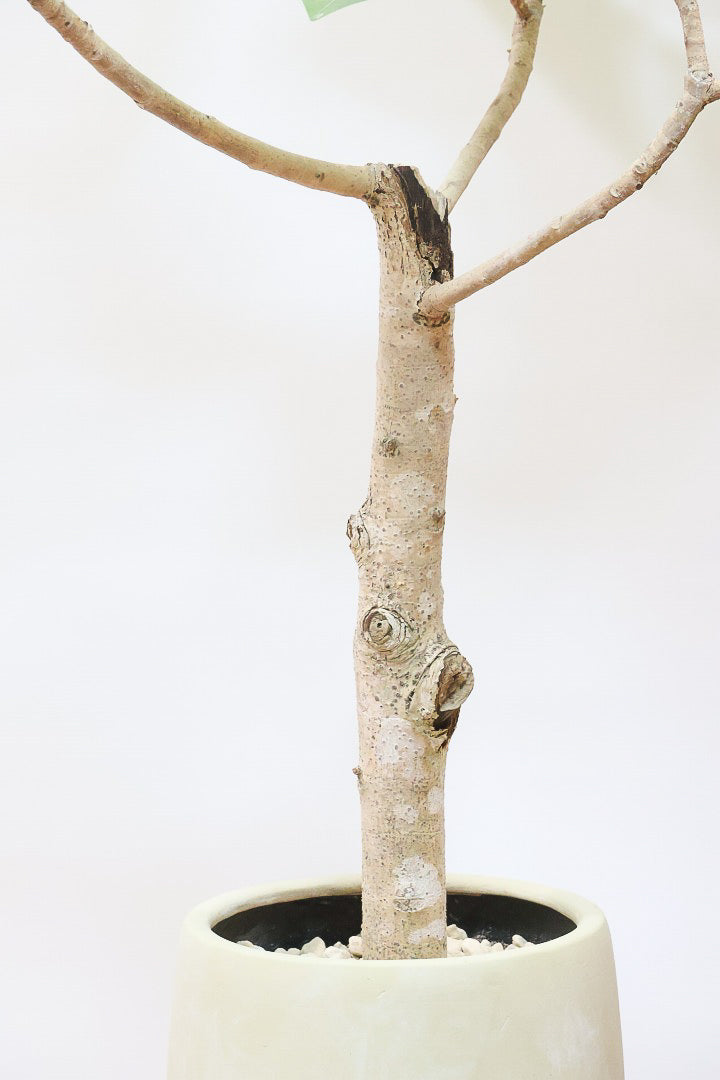 【フィカス ゴールド】久々の入荷！葉がゴールド一色の希少なフィカス。しかもここまで個性的な樹形は更に希少！