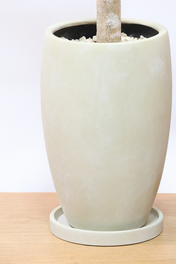 【フィカス ゴールド】久々の入荷！葉がゴールド一色の希少なフィカス。しかもここまで個性的な樹形は更に希少！