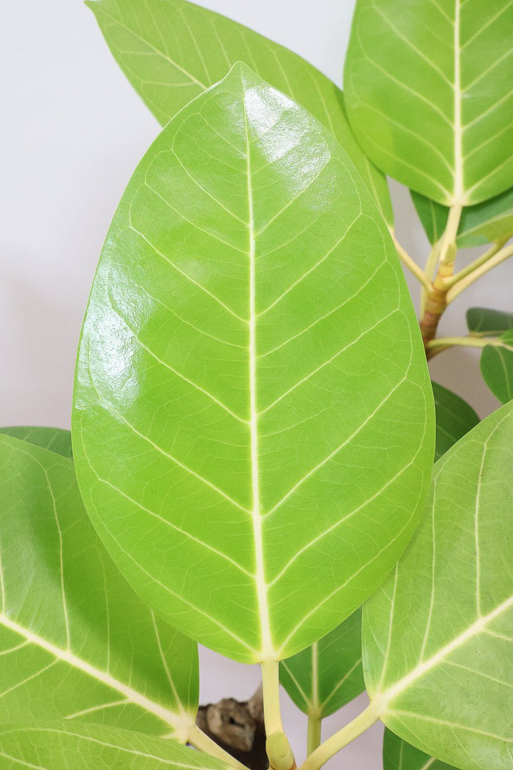 【フィカス ゴールド】久々の入荷！葉がゴールド一色の希少なフィカス。しかもここまで個性的な樹形は更に希少！