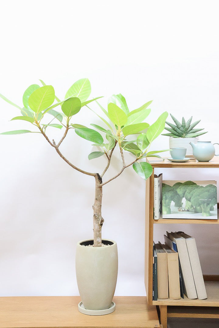 【フィカス ゴールド】久々の入荷！葉がゴールド一色の希少なフィカス。しかもここまで個性的な樹形は更に希少！