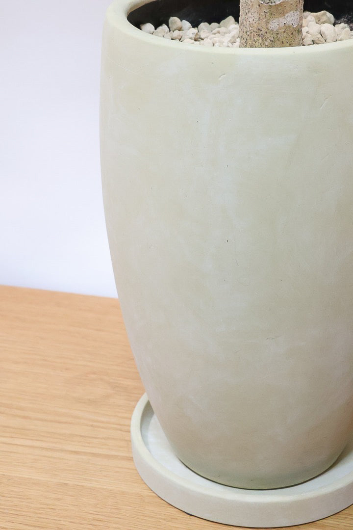 【フィカス ゴールド】久々の入荷！葉がゴールド一色の希少なフィカス。しかもここまで個性的な樹形は更に希少！