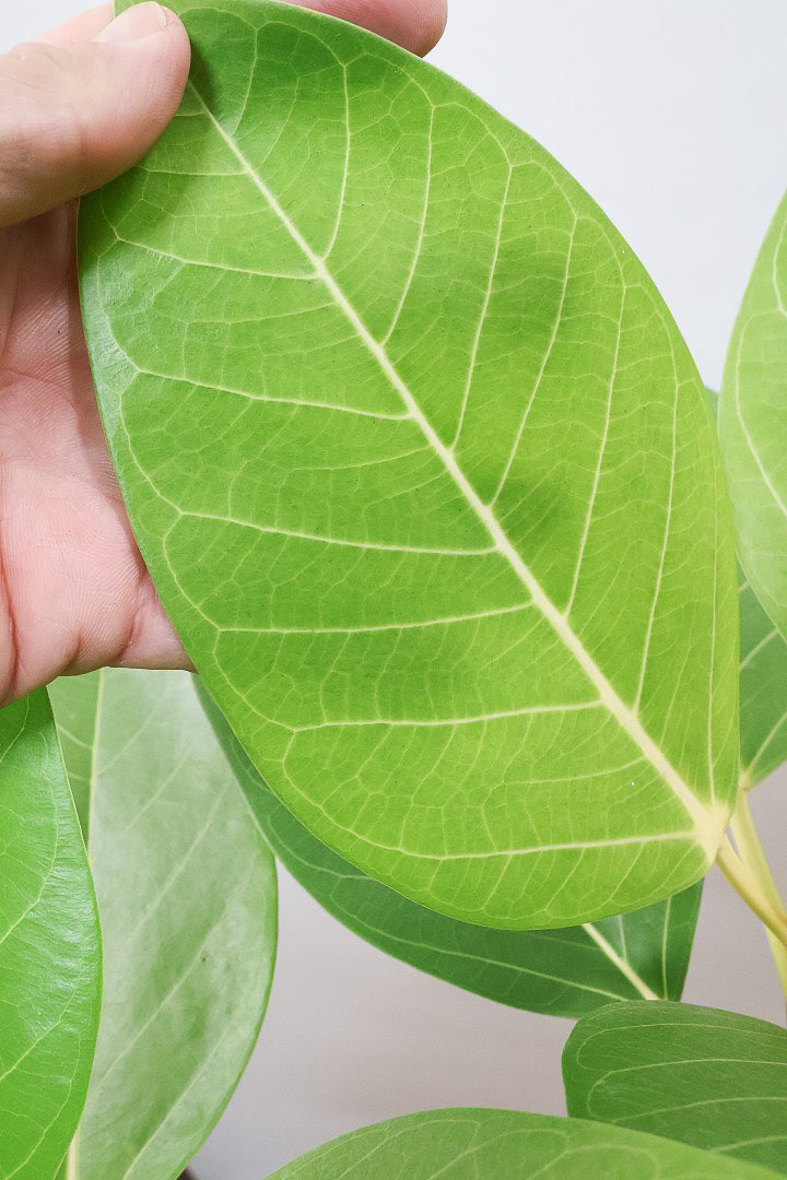 【フィカス ゴールド】久々の入荷！葉がゴールド一色の希少なフィカス。しかもここまで個性的な樹形は更に希少！