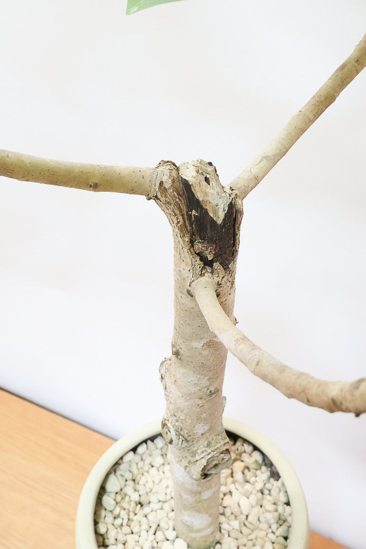 【フィカス ゴールド】久々の入荷！葉がゴールド一色の希少なフィカス。しかもここまで個性的な樹形は更に希少！