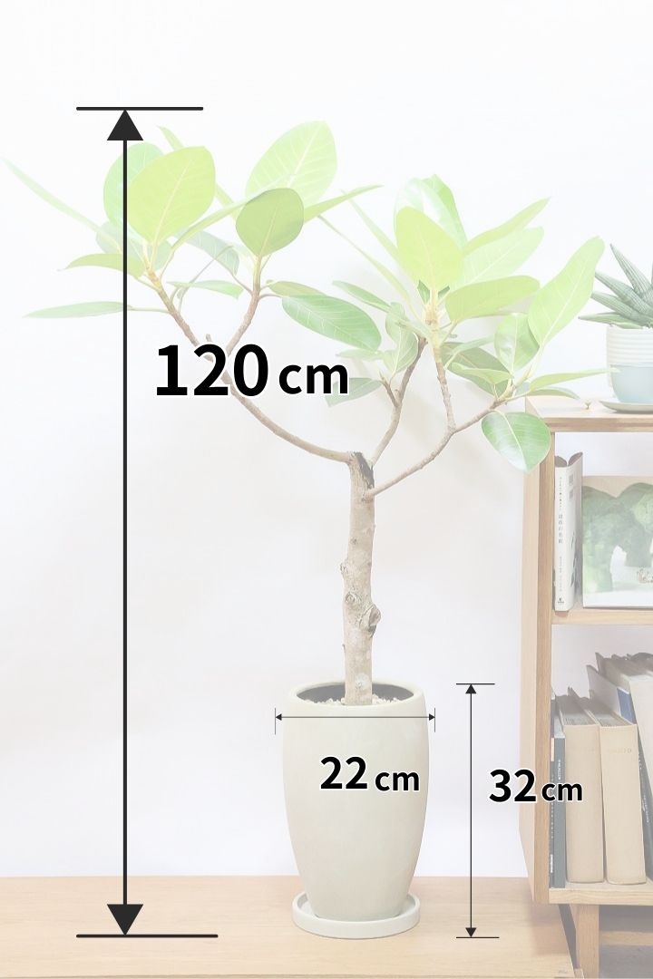 【フィカス ゴールド】久々の入荷！葉がゴールド一色の希少なフィカス。しかもここまで個性的な樹形は更に希少！