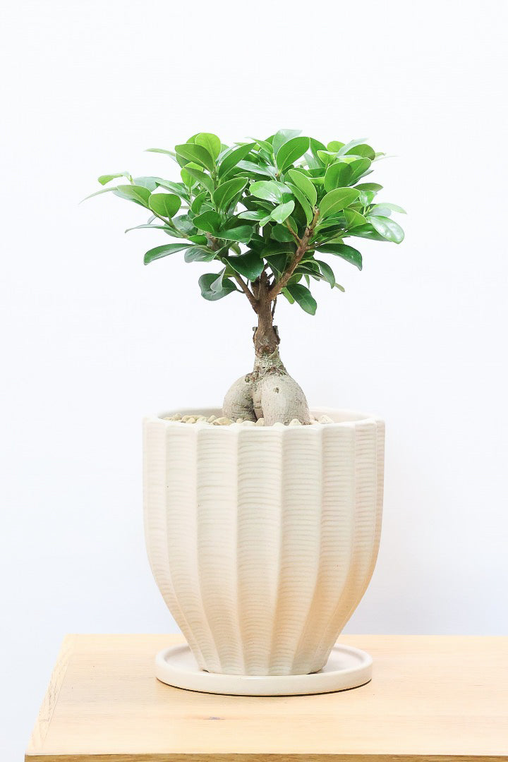 【ガジュマル】シンプルでかわいい幹！仕入れ時に個性的な幹を選んで仕入れてきました！