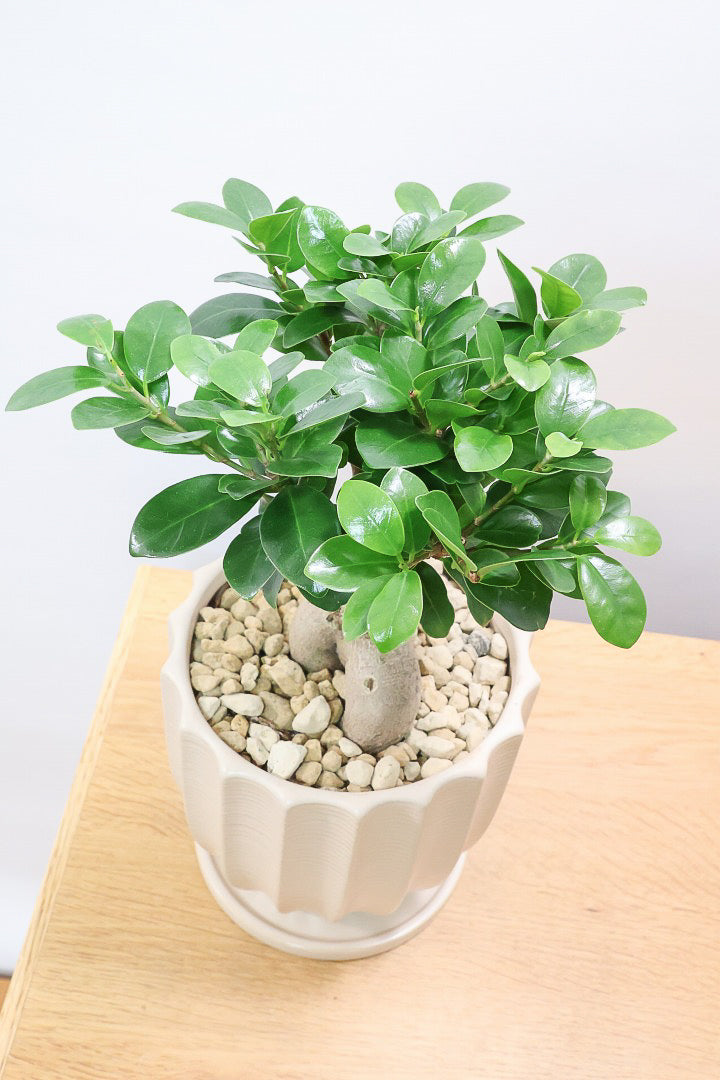 【ガジュマル】シンプルでかわいい幹！仕入れ時に個性的な幹を選んで仕入れてきました！