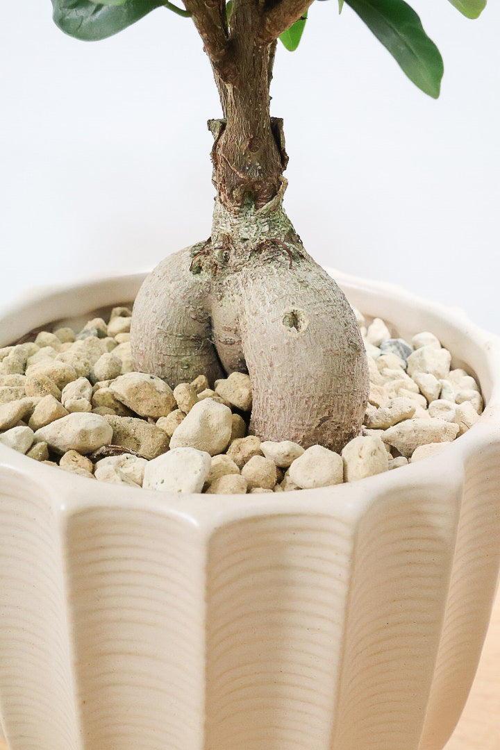 【ガジュマル】シンプルでかわいい幹！仕入れ時に個性的な幹を選んで仕入れてきました！