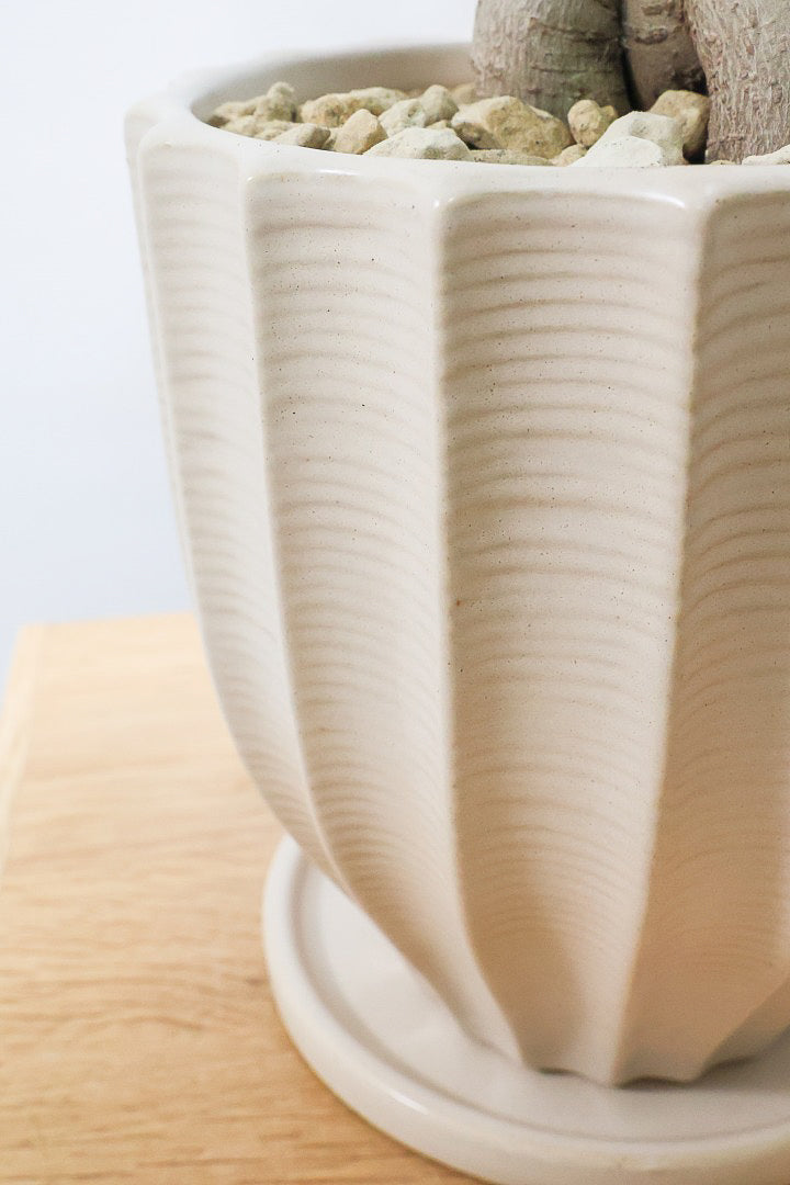 【ガジュマル】シンプルでかわいい幹！仕入れ時に個性的な幹を選んで仕入れてきました！