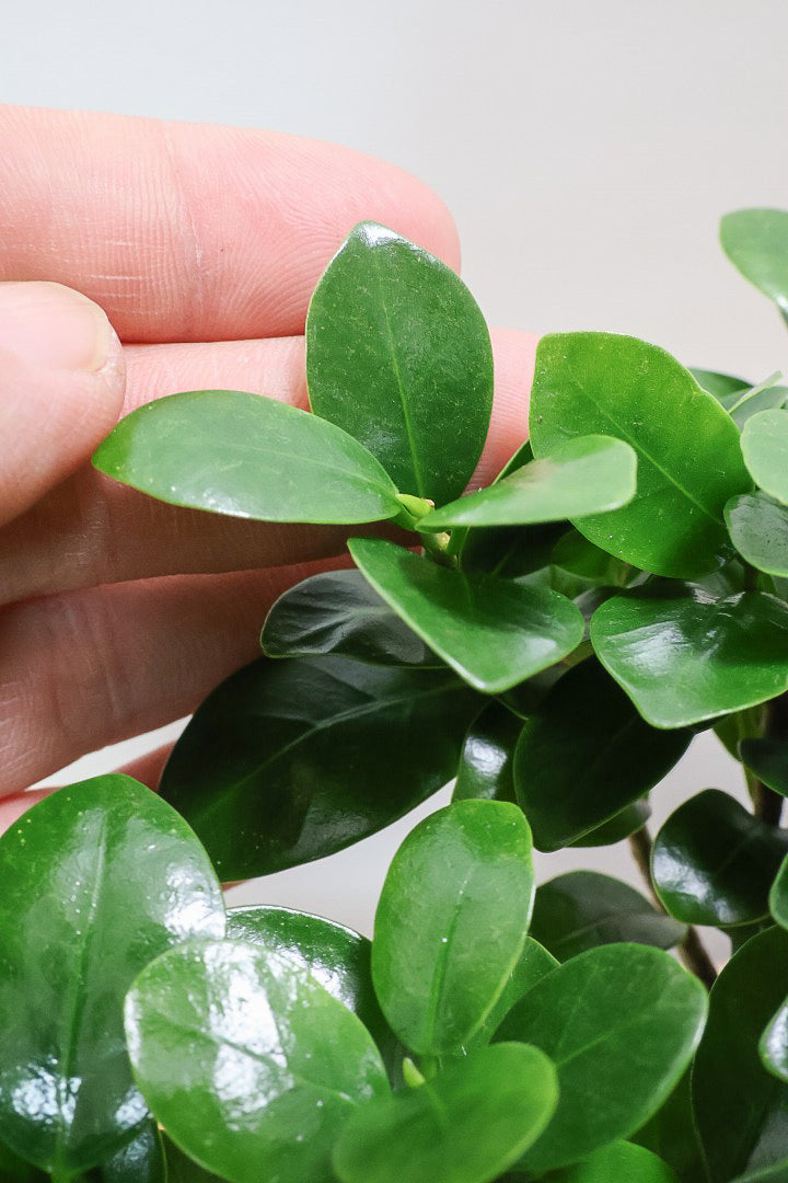 【ガジュマル】ちょっと面白くてかわいい幹！仕入れ時に個性的な幹を選んで仕入れてきました！