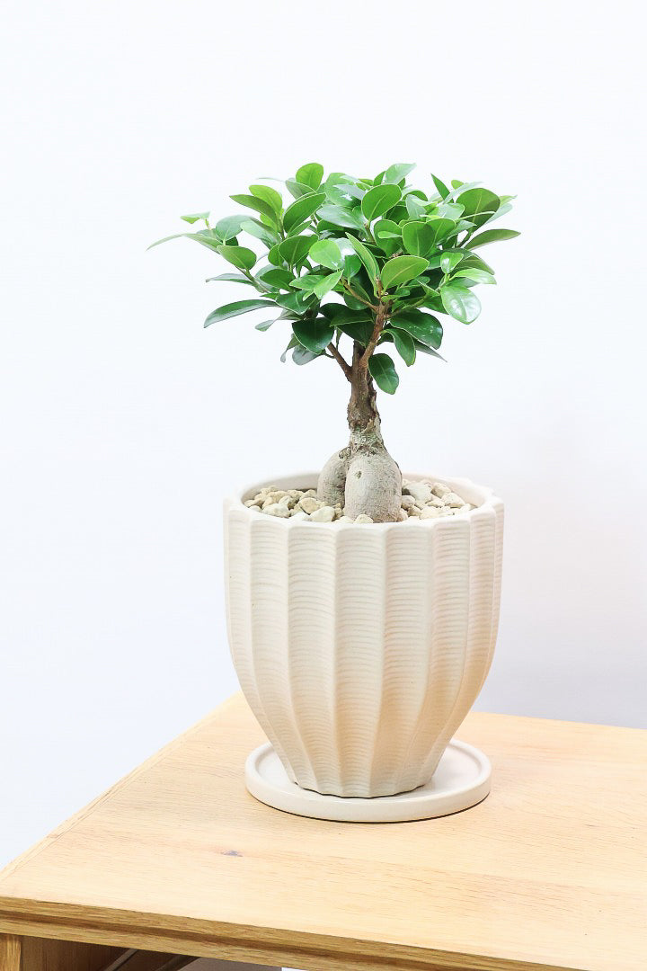 【ガジュマル】シンプルでかわいい幹！仕入れ時に個性的な幹を選んで仕入れてきました！