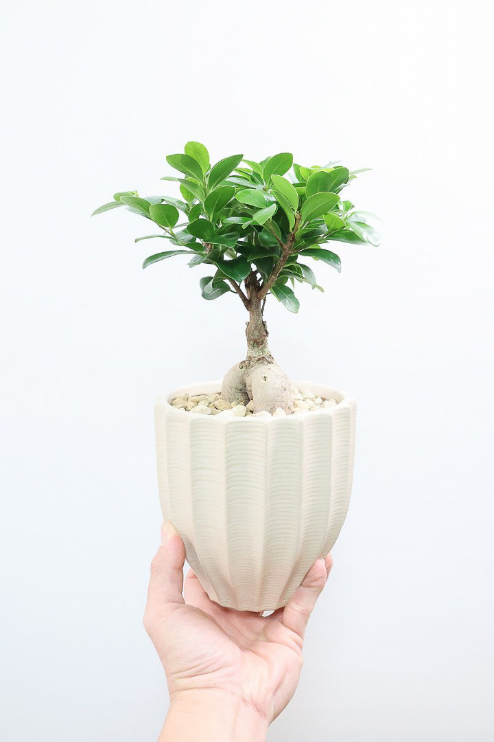 ガジュマルBE61001A| 観葉植物の通信販売 | APEGO(アペーゴ)