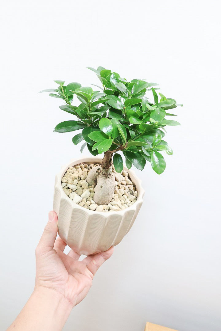 ガジュマルBE61001A| 観葉植物の通信販売 | APEGO(アペーゴ)