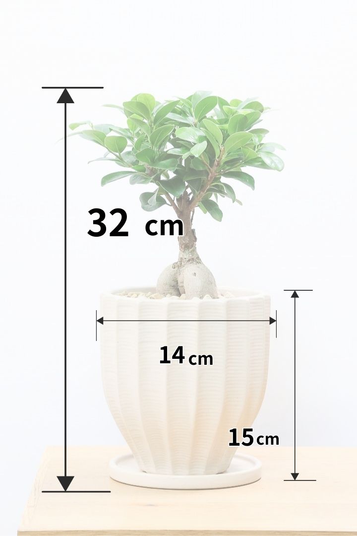 【ガジュマル】シンプルでかわいい幹！仕入れ時に個性的な幹を選んで仕入れてきました！