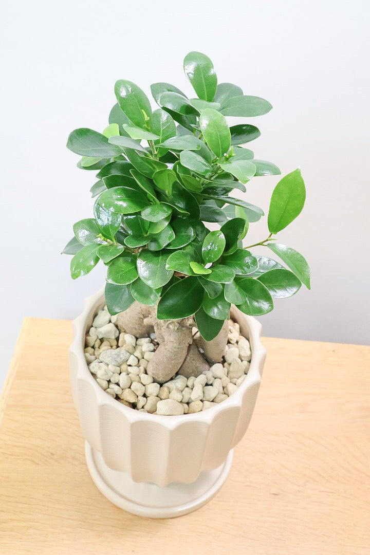 【ガジュマル】ちょっと面白くてかわいい幹！仕入れ時に個性的な幹を選んで仕入れてきました！