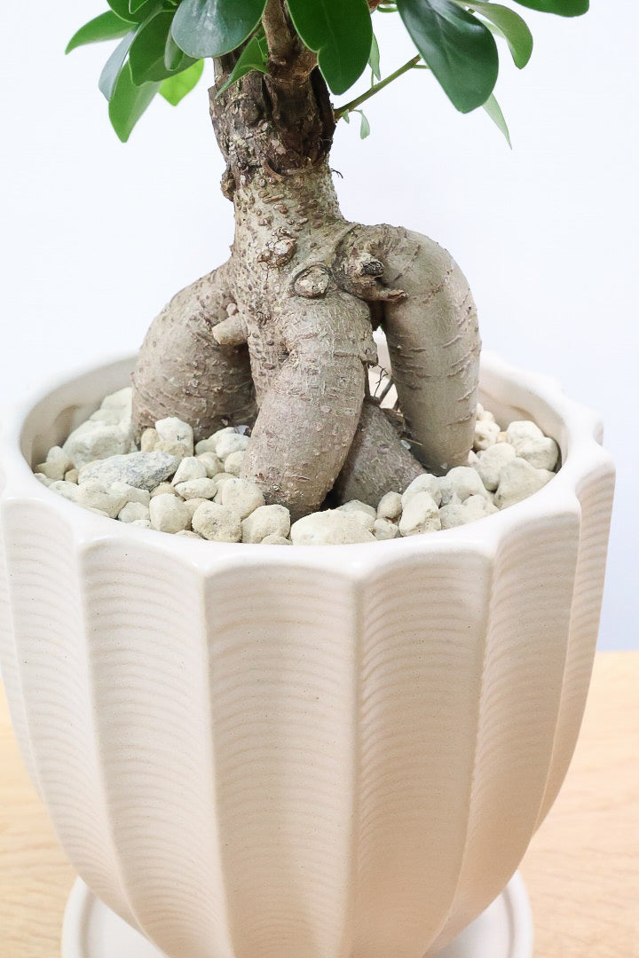 【ガジュマル】ちょっと面白くてかわいい幹！仕入れ時に個性的な幹を選んで仕入れてきました！