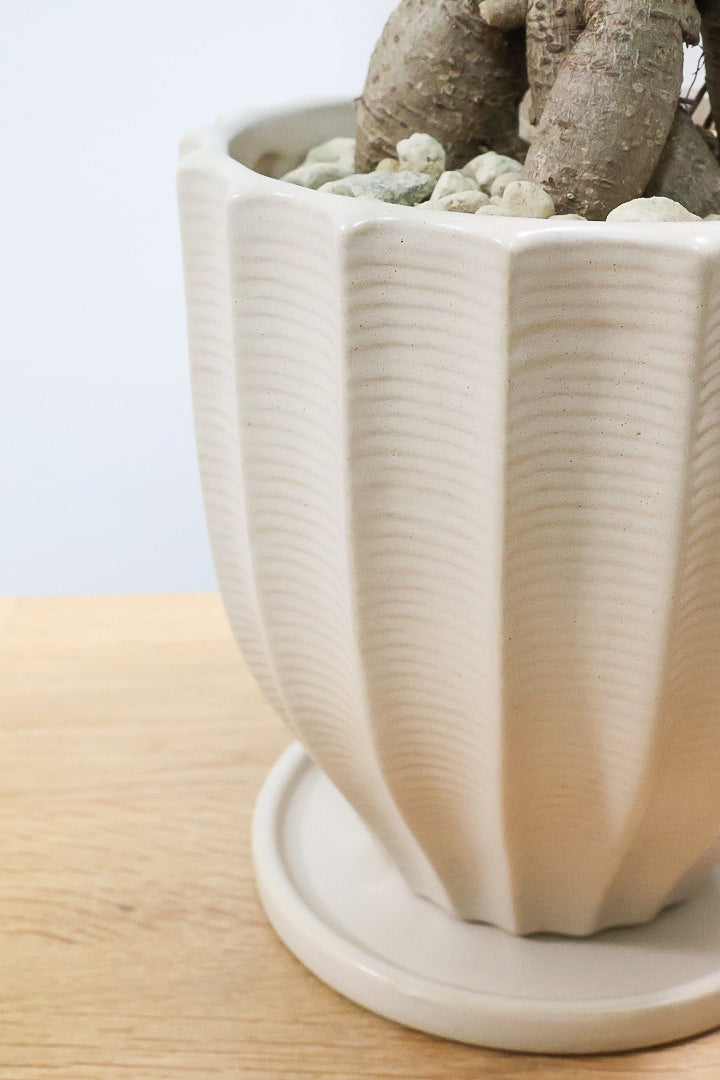 【ガジュマル】ちょっと面白くてかわいい幹！仕入れ時に個性的な幹を選んで仕入れてきました！