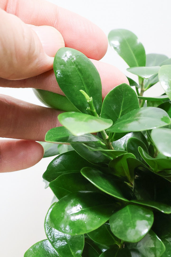 【ガジュマル】ちょっと面白くてかわいい幹！仕入れ時に個性的な幹を選んで仕入れてきました！