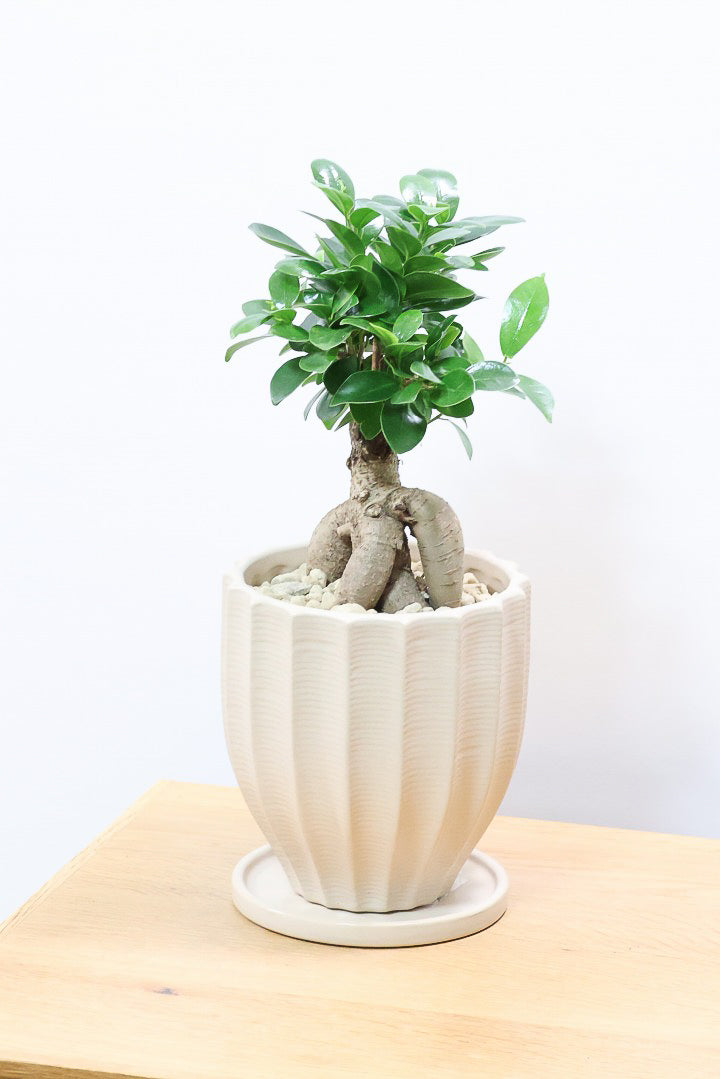 【ガジュマル】ちょっと面白くてかわいい幹！仕入れ時に個性的な幹を選んで仕入れてきました！