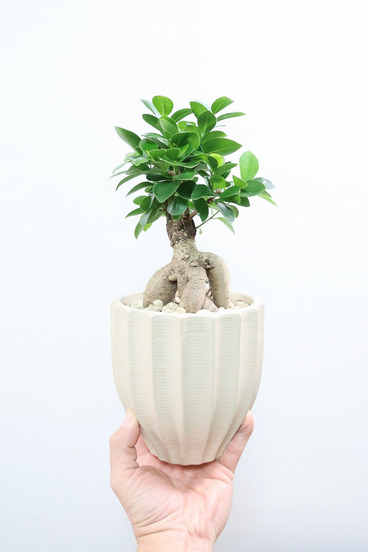 【ガジュマル】ちょっと面白くてかわいい幹！仕入れ時に個性的な幹を選んで仕入れてきました！