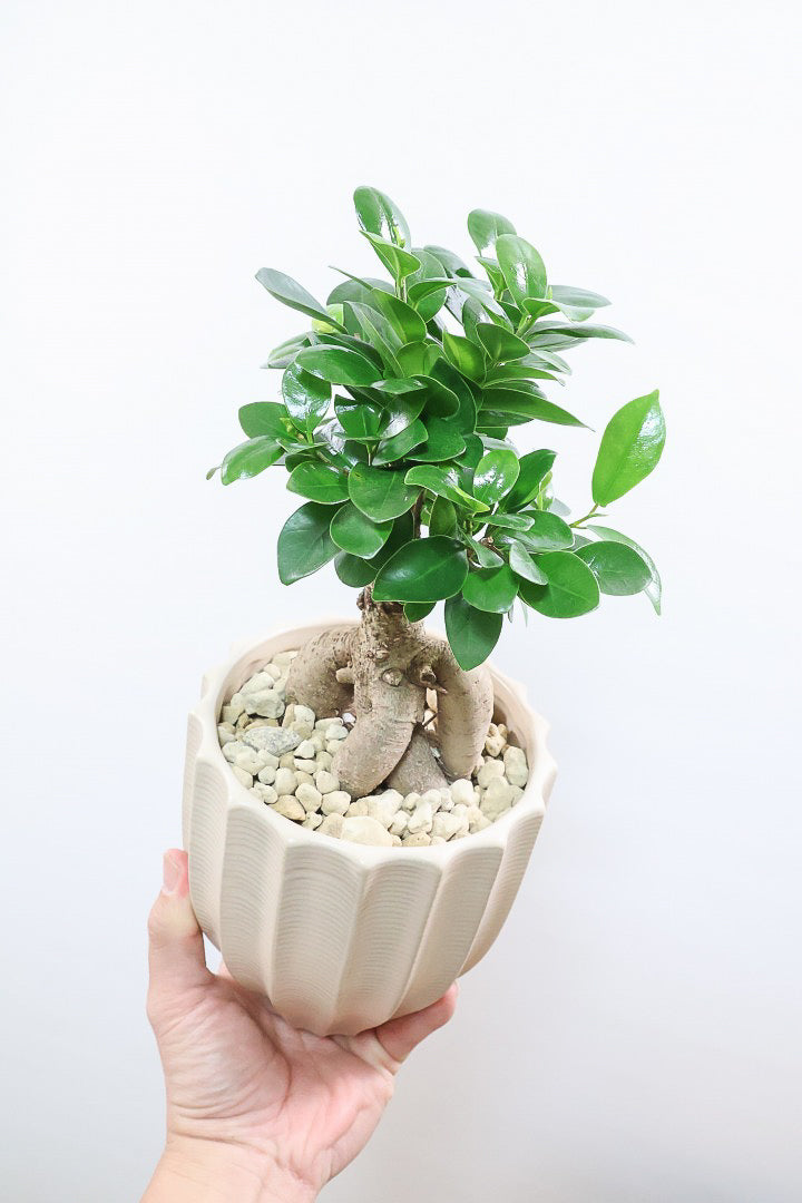 【ガジュマル】ちょっと面白くてかわいい幹！仕入れ時に個性的な幹を選んで仕入れてきました！