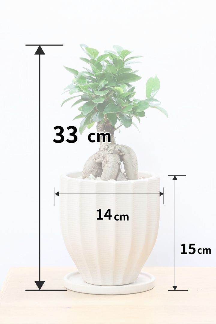 ガジュマル 園芸ネット本店｜[送料無料]ガジュマル：センカクガジュマル 8号鉢植え