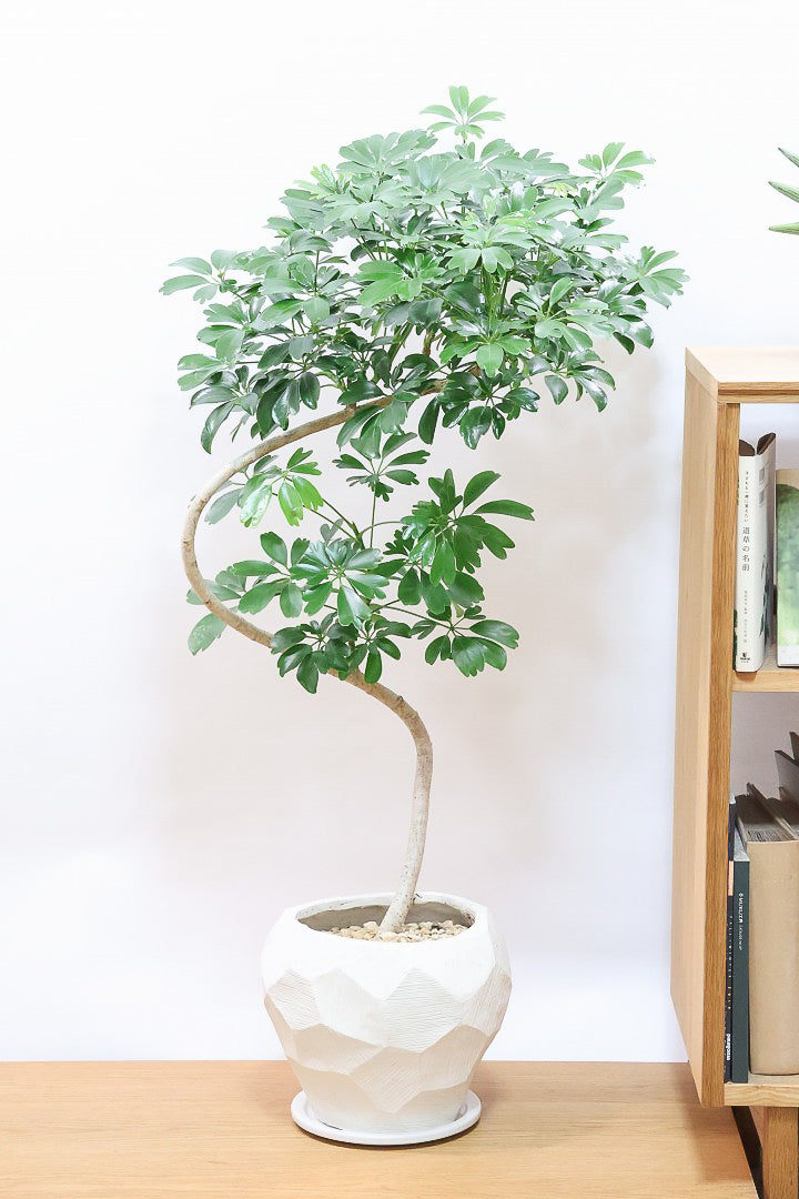 観葉植物 シェフレラ 200cm シェフレラ 200センチ 観葉植物