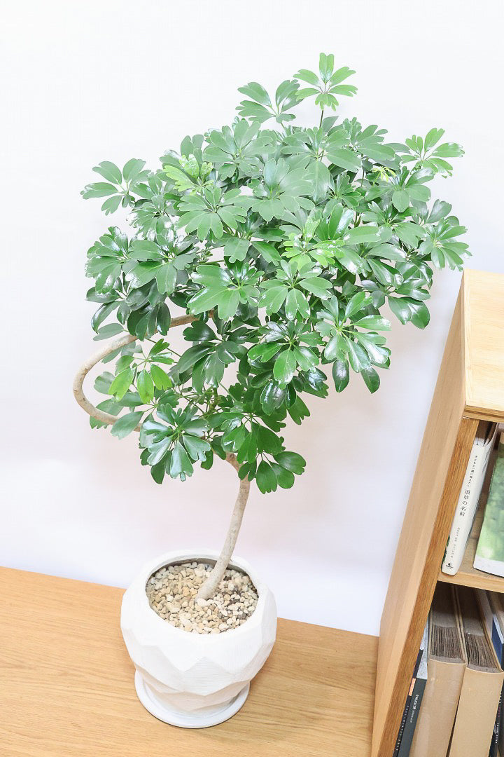 【シェフレラ レナータ】このサイズは今回がラスト！温暖な鹿児島県指宿市で育てられたとても美しいカーブの樹形です！