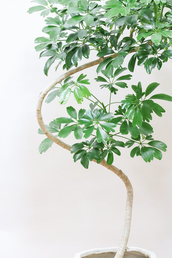 【シェフレラ レナータ】このサイズは今回がラスト！温暖な鹿児島県指宿市で育てられたとても美しいカーブの樹形です！