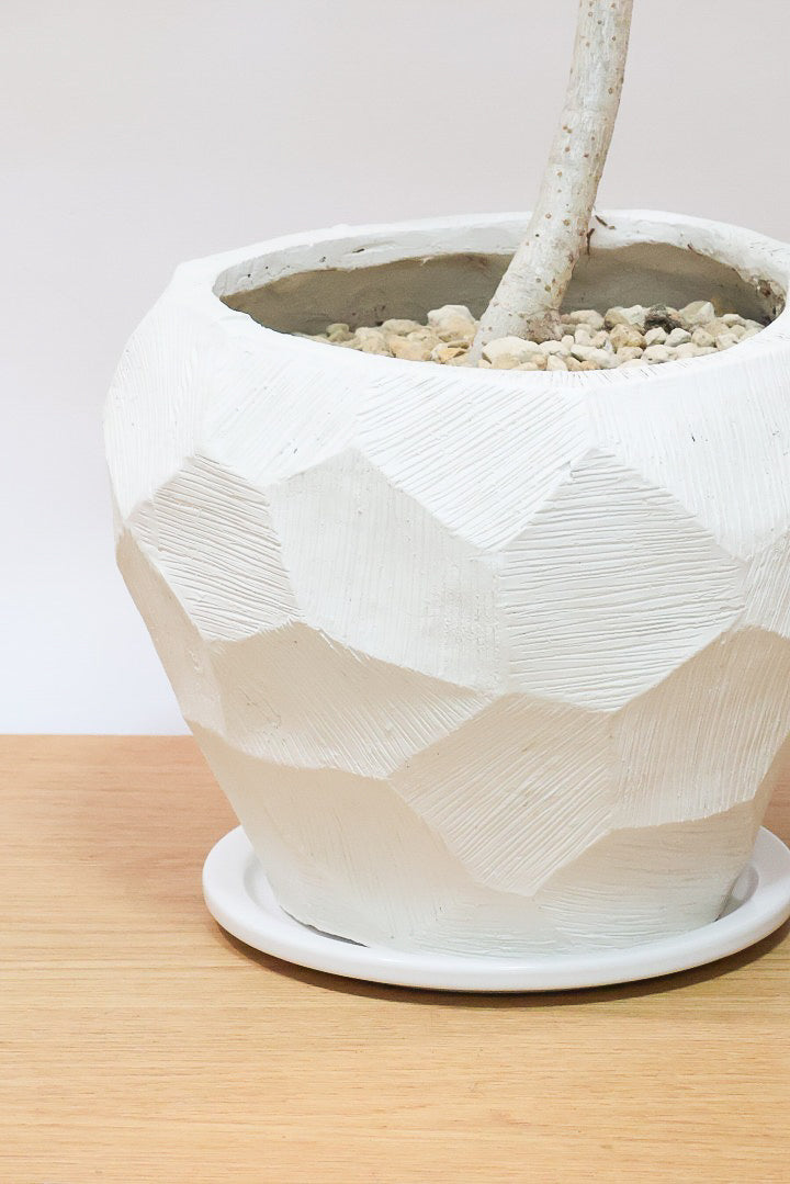 【シェフレラ レナータ】このサイズは今回がラスト！温暖な鹿児島県指宿市で育てられたとても美しいカーブの樹形です！