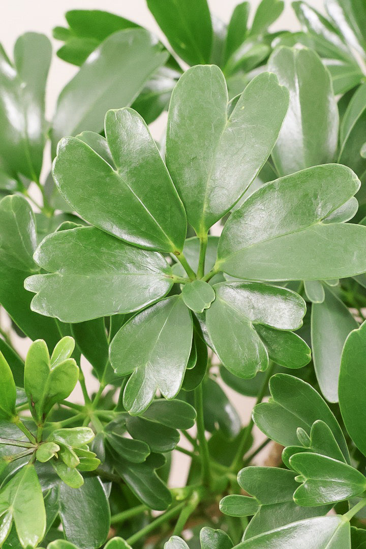 【シェフレラ レナータ】このサイズは今回がラスト！温暖な鹿児島県指宿市で育てられたとても美しいカーブの樹形です！