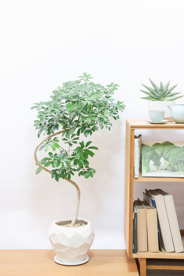 【シェフレラ レナータ】このサイズは今回がラスト！温暖な鹿児島県指宿市で育てられたとても美しいカーブの樹形です！