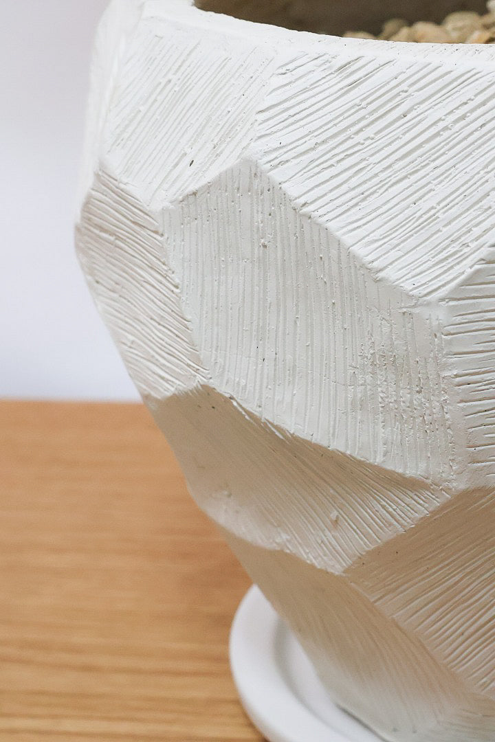 【シェフレラ レナータ】このサイズは今回がラスト！温暖な鹿児島県指宿市で育てられたとても美しいカーブの樹形です！