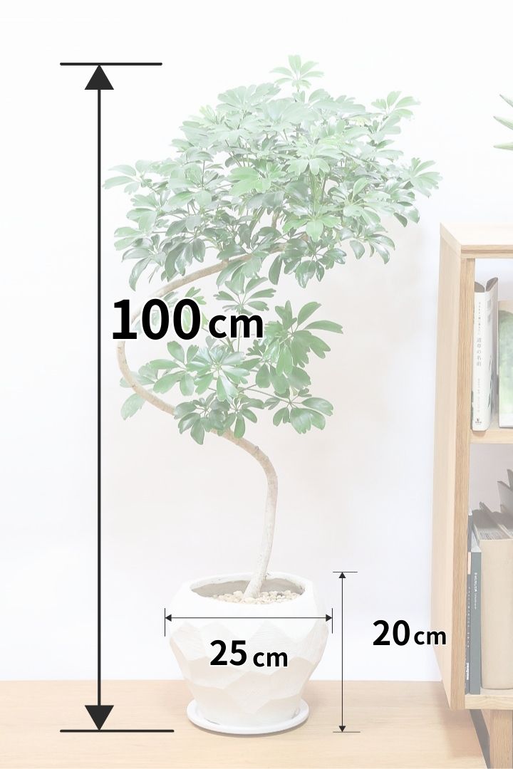 【シェフレラ レナータ】このサイズは今回がラスト！温暖な鹿児島県指宿市で育てられたとても美しいカーブの樹形です！