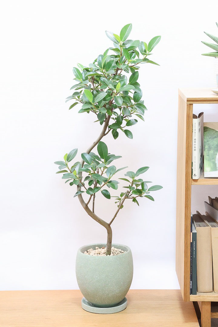 【フランスゴム】とても程よいサイズ感！幹のカーブも素晴らしいおすすめの逸品です！