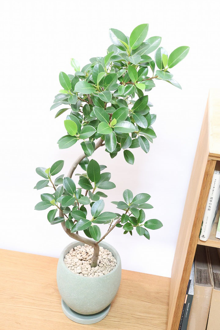 【フランスゴム】とても程よいサイズ感！幹のカーブも素晴らしいおすすめの逸品です！