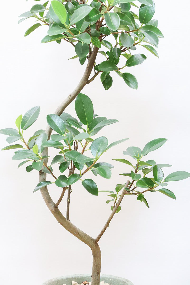 【フランスゴム】とても程よいサイズ感！幹のカーブも素晴らしいおすすめの逸品です！