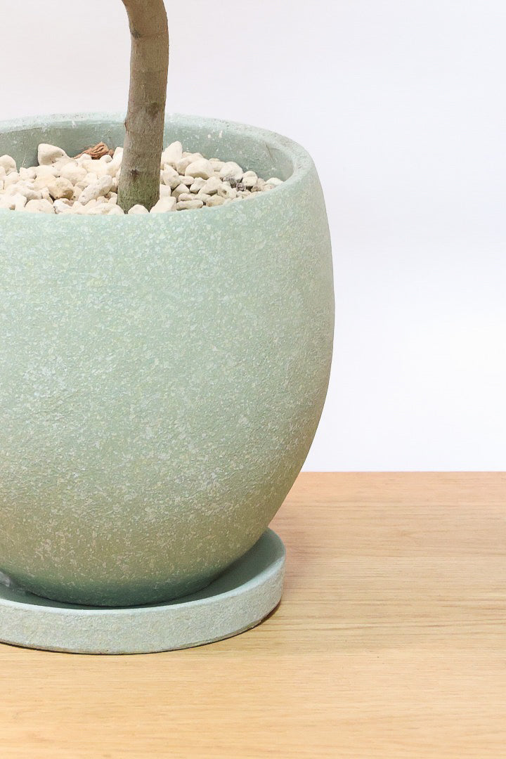 【フランスゴム】とても程よいサイズ感！幹のカーブも素晴らしいおすすめの逸品です！