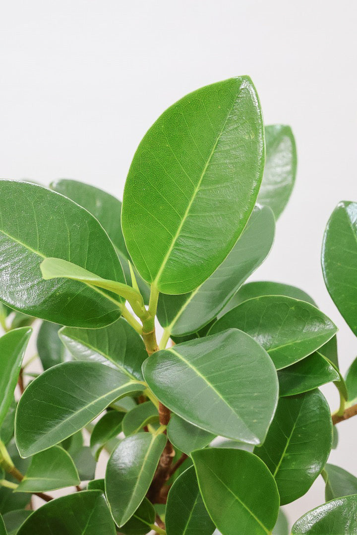 【フランスゴム】とても程よいサイズ感！幹のカーブも素晴らしいおすすめの逸品です！