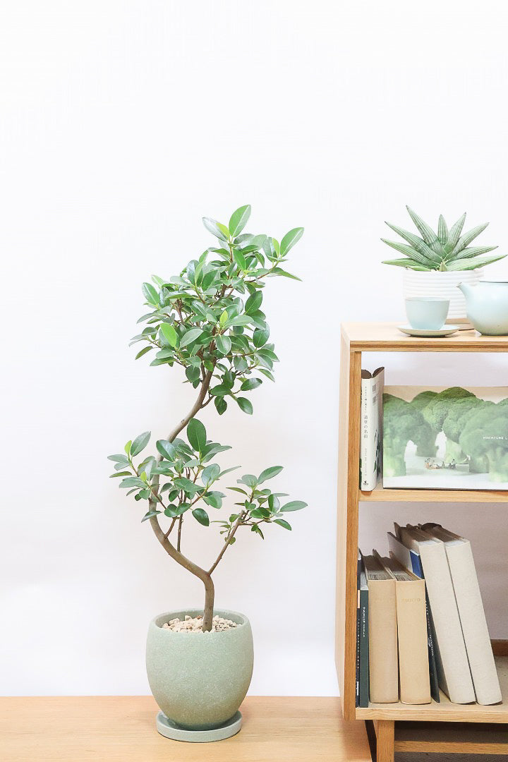 フランスゴムGR61006観葉植物の通信販売 | APEGO(アペーゴ)