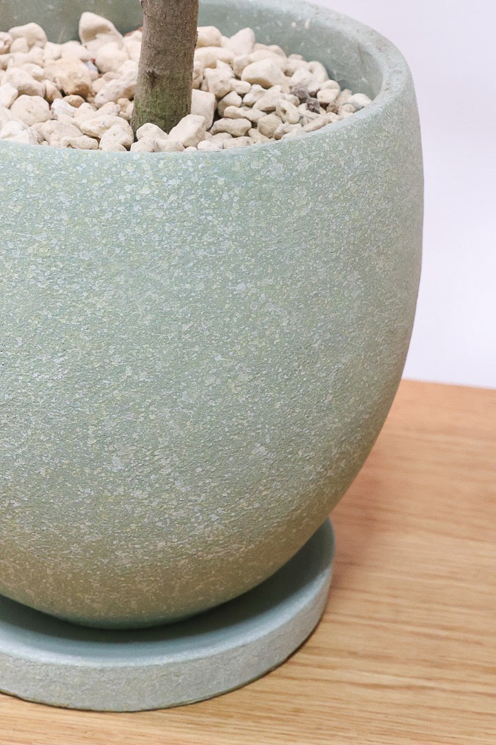 【フランスゴム】とても程よいサイズ感！幹のカーブも素晴らしいおすすめの逸品です！