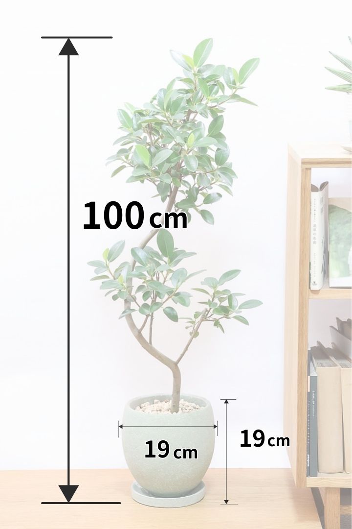 【フランスゴム】とても程よいサイズ感！幹のカーブも素晴らしいおすすめの逸品です！