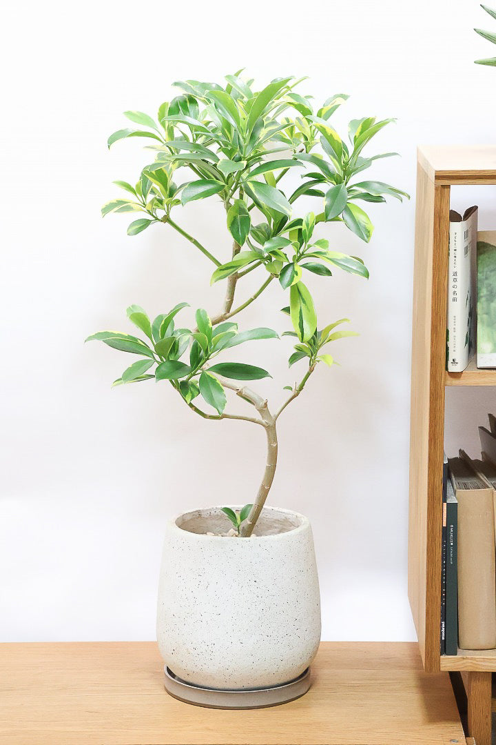 【ファグラエア バリエガタ】きれいに整った樹形！かなりレアな斑入り種です!日陰に強く育てやすい！