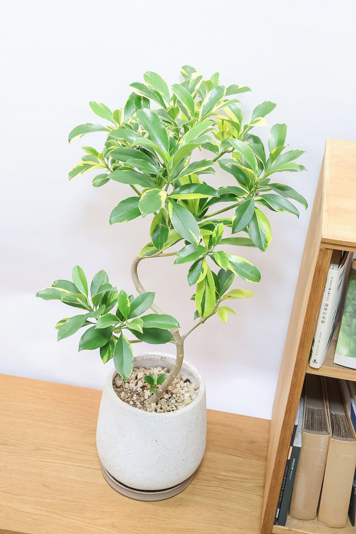 【ファグラエア バリエガタ】きれいに整った樹形！かなりレアな斑入り種です!日陰に強く育てやすい！