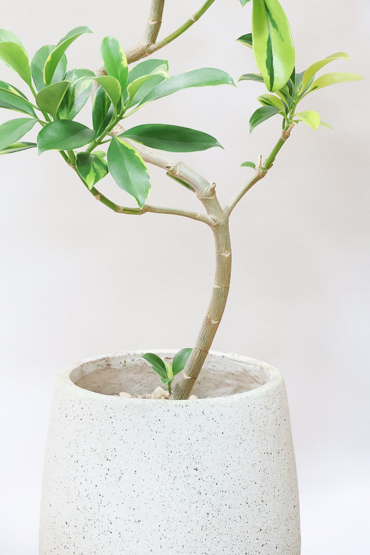 【ファグラエア バリエガタ】きれいに整った樹形！かなりレアな斑入り種です!日陰に強く育てやすい！